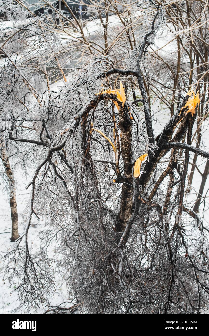 Zerbrochene und gefallene Äste nach einem Eissturm. Bäume mit Eis und Schnee bedeckt. Schlechtes Schneewetter. Stockfoto