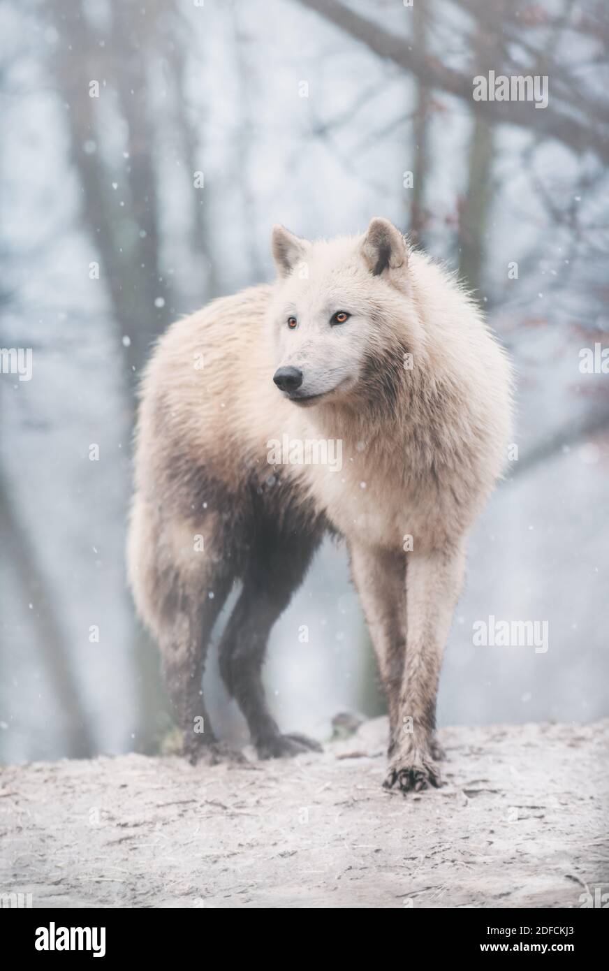 Arktischer Wolf (Canis lupus arctos), der während des Schneefalls auf einem Waldhügel steht. Diese Art von Wolf ist auch bekannt als der weiße Wolf oder Polarwolf. Stockfoto