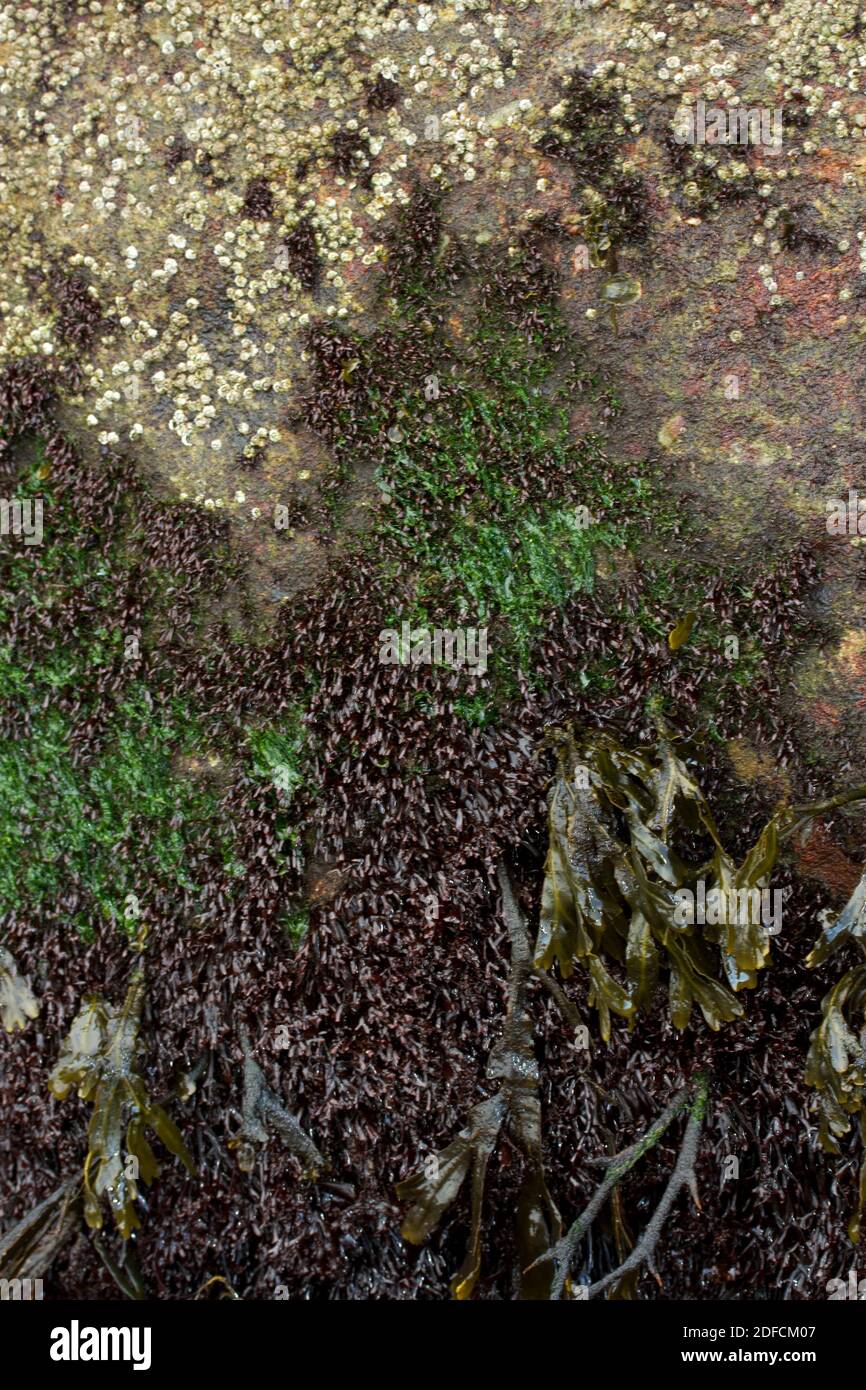 An der durchschnittlichen Ebbe gibt es eine große Konkurrenz zwischen den Eichelnadeln (Krustentiere) und den verschiedenen Algen, wie Meeressalat Stockfoto