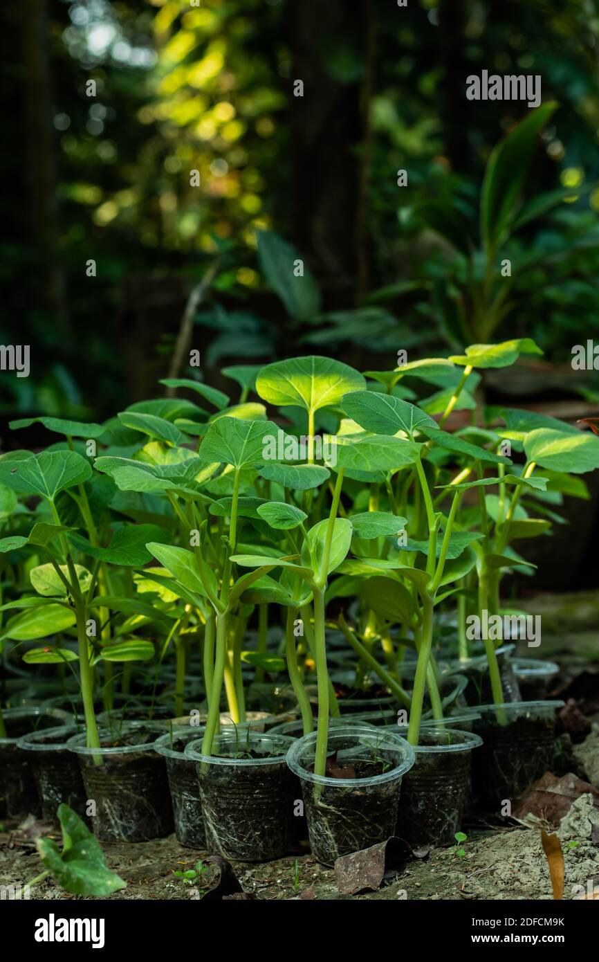 Gemüsebaum oder Kürbis Pflanzen wachsen auf einem Zeitbecher Vom Saatgut Stockfoto