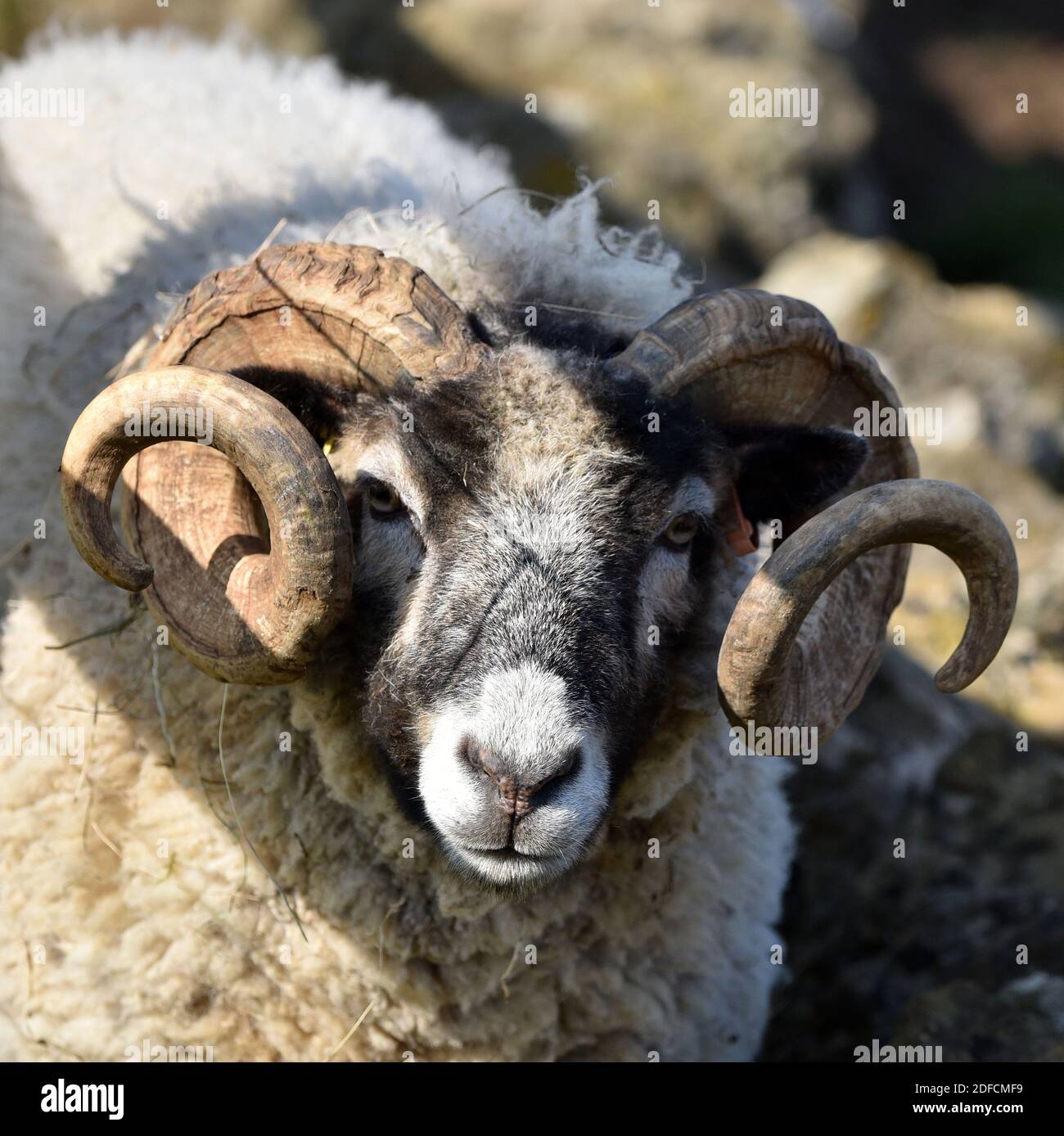 Swaledale Sheep, England, Großbritannien Stockfoto