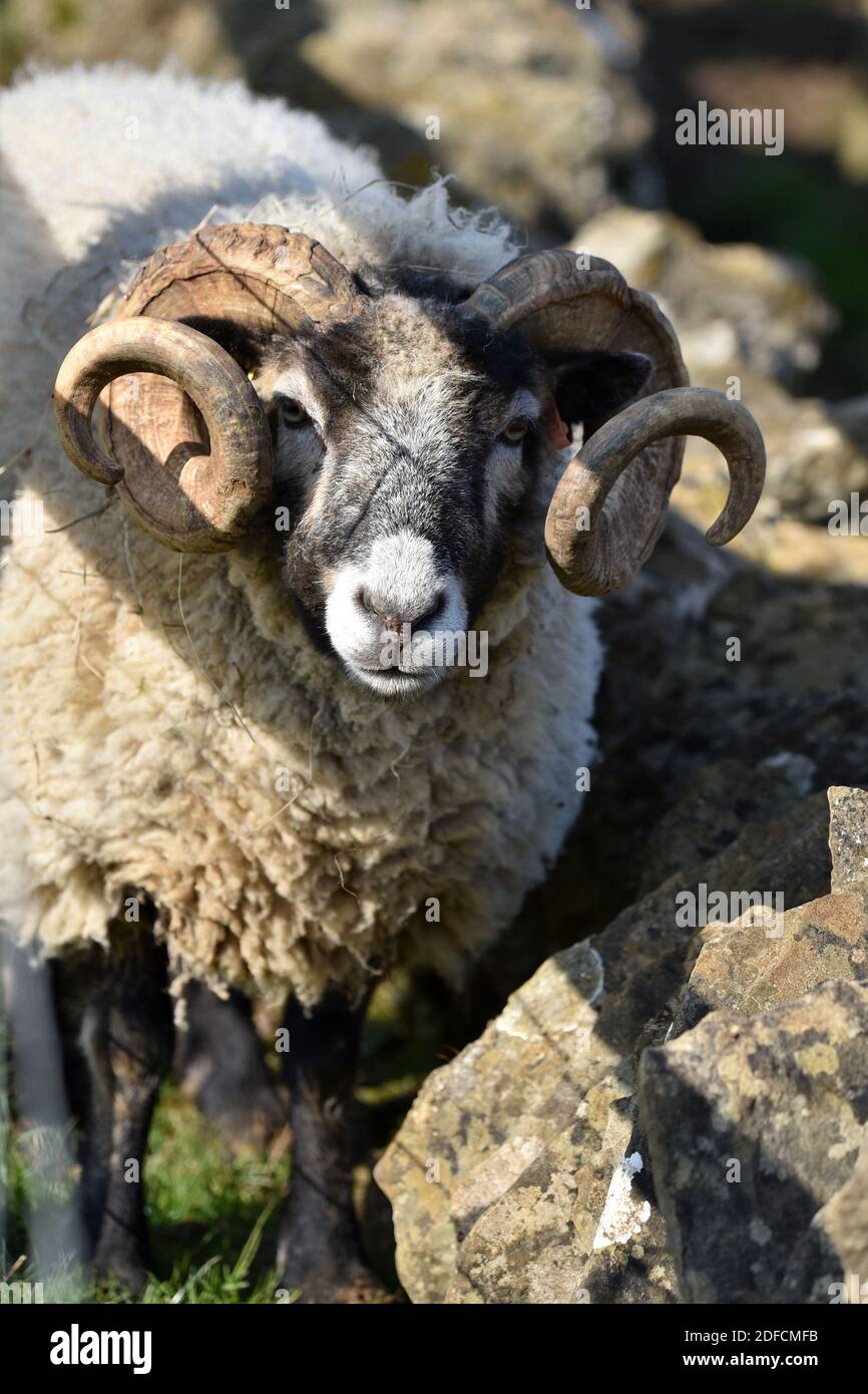 Swaledale Sheep, England, Großbritannien Stockfoto