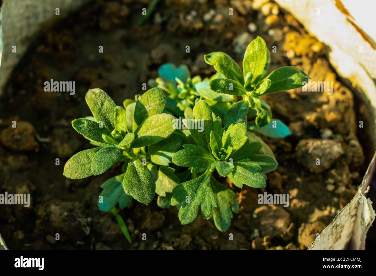 White-Leaf Rock-Rose Sämling Pflanze auf Plastiktüten in das Haus Garten  Stockfotografie - Alamy