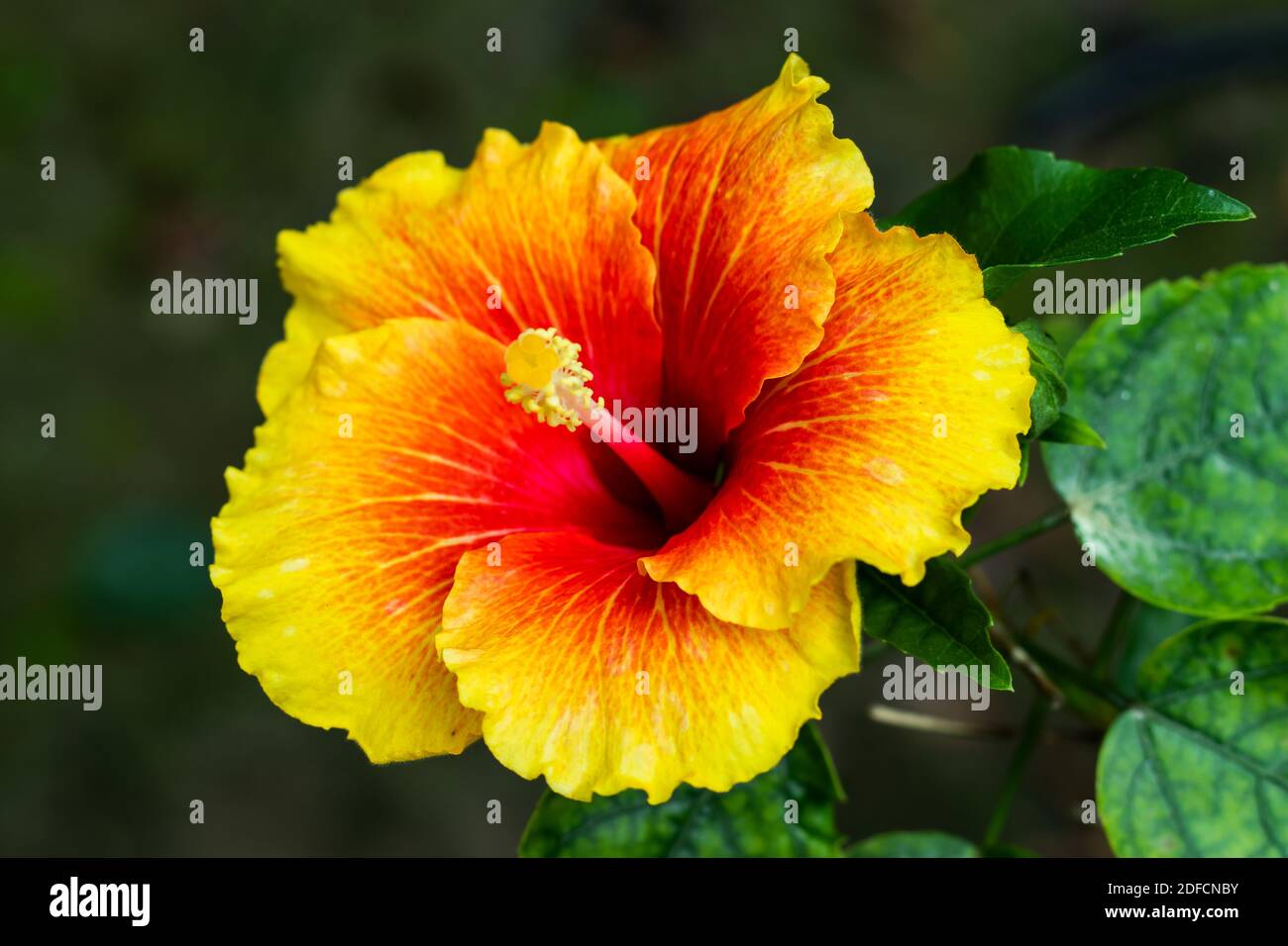 Bunte große Joba Blume oder Hibiscus rosa-sinensis Nahaufnahme Stockfoto