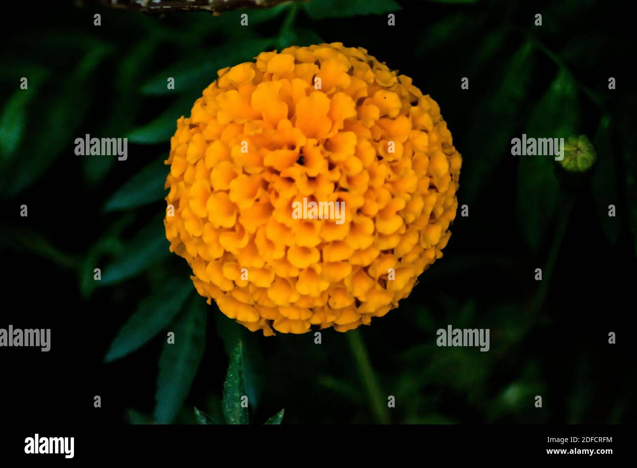 Schöne Ringelblume Blumen von gelb und orange Farbe, genda phol Stockfoto