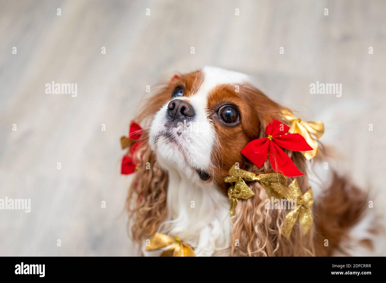 Hund ist in Neujahrsdekor gekleidet und sieht mit der Hoffnung aus, dass es mit ihnen zur Weihnachtsfeier genommen wird. Tiere wollen nicht zu Hause sein al Stockfoto