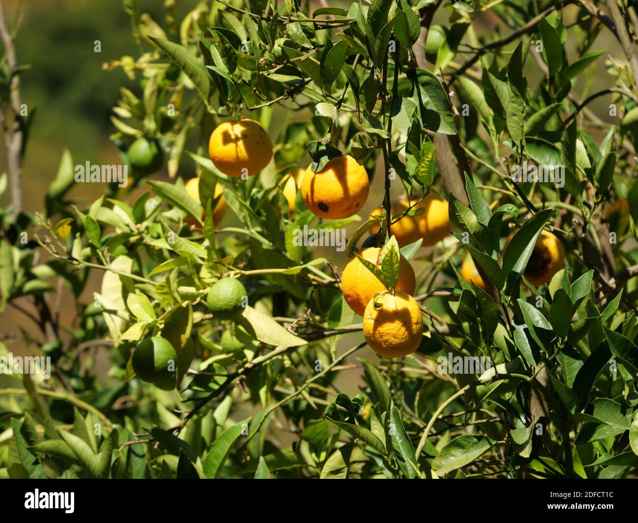 Eine Nahaufnahme von gelben Orangen, die auf einem Baum wachsen Stockfoto