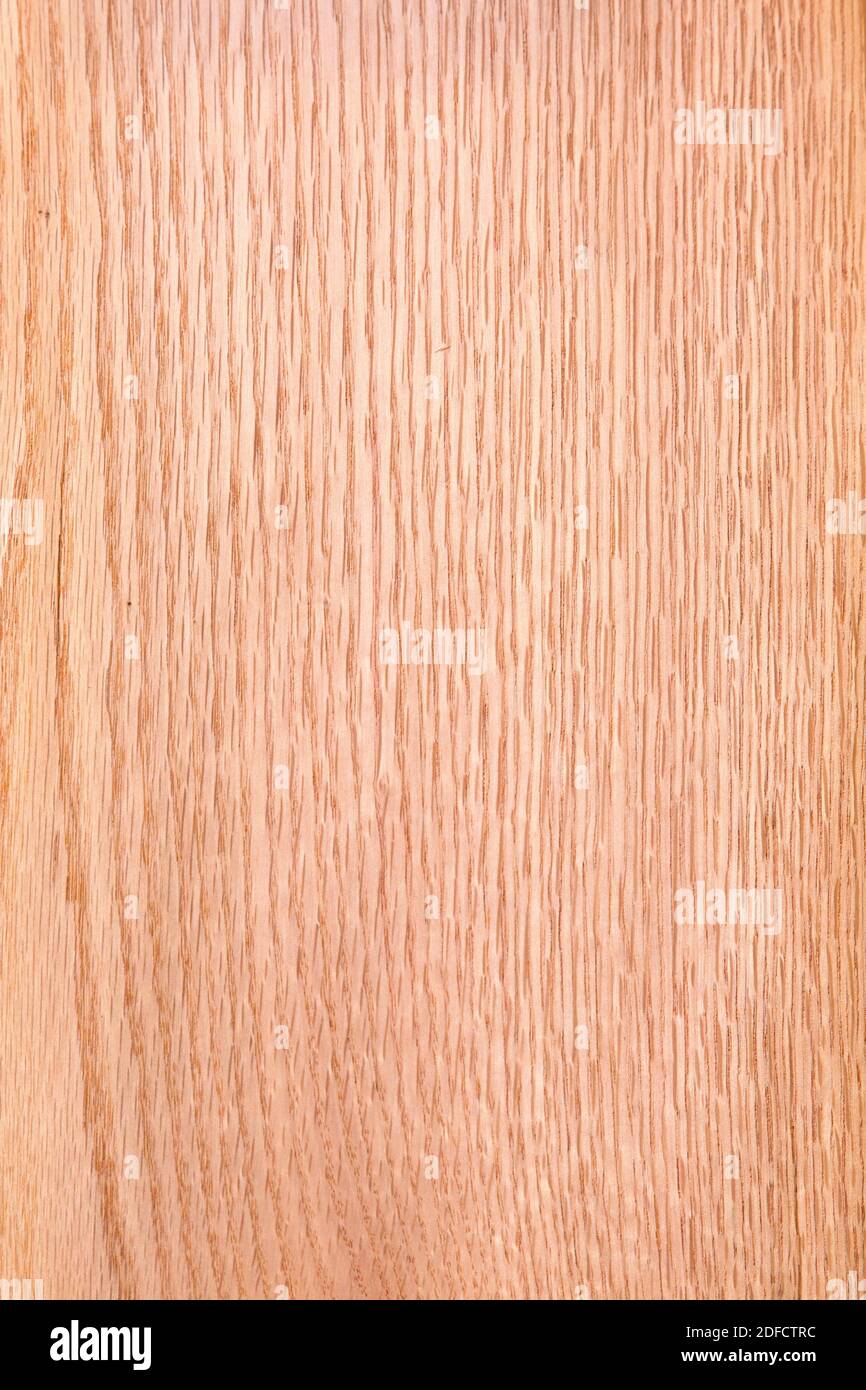 AMERIKANISCHE EICHE, QUERCUS RUBRA Stockfoto