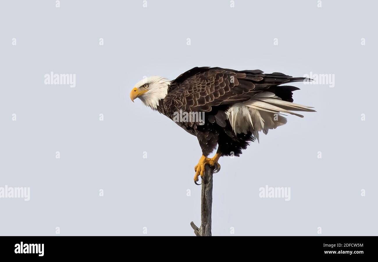 Ein amerikanischer Weißkopfseeadler, der in einem Baum in Kanada thront Stockfoto