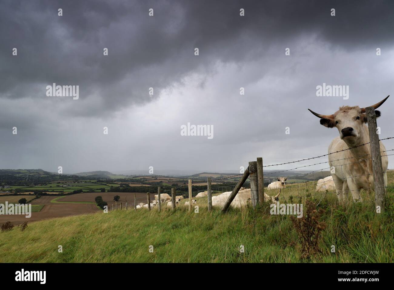 Eine neugierige gehörnte Kuh blickt über einen Stacheldrahtzaun auf die Kamera, während dicke schwarze Wolken unheimlich am Himmel schweben, Regen am Horizont fällt. Stockfoto