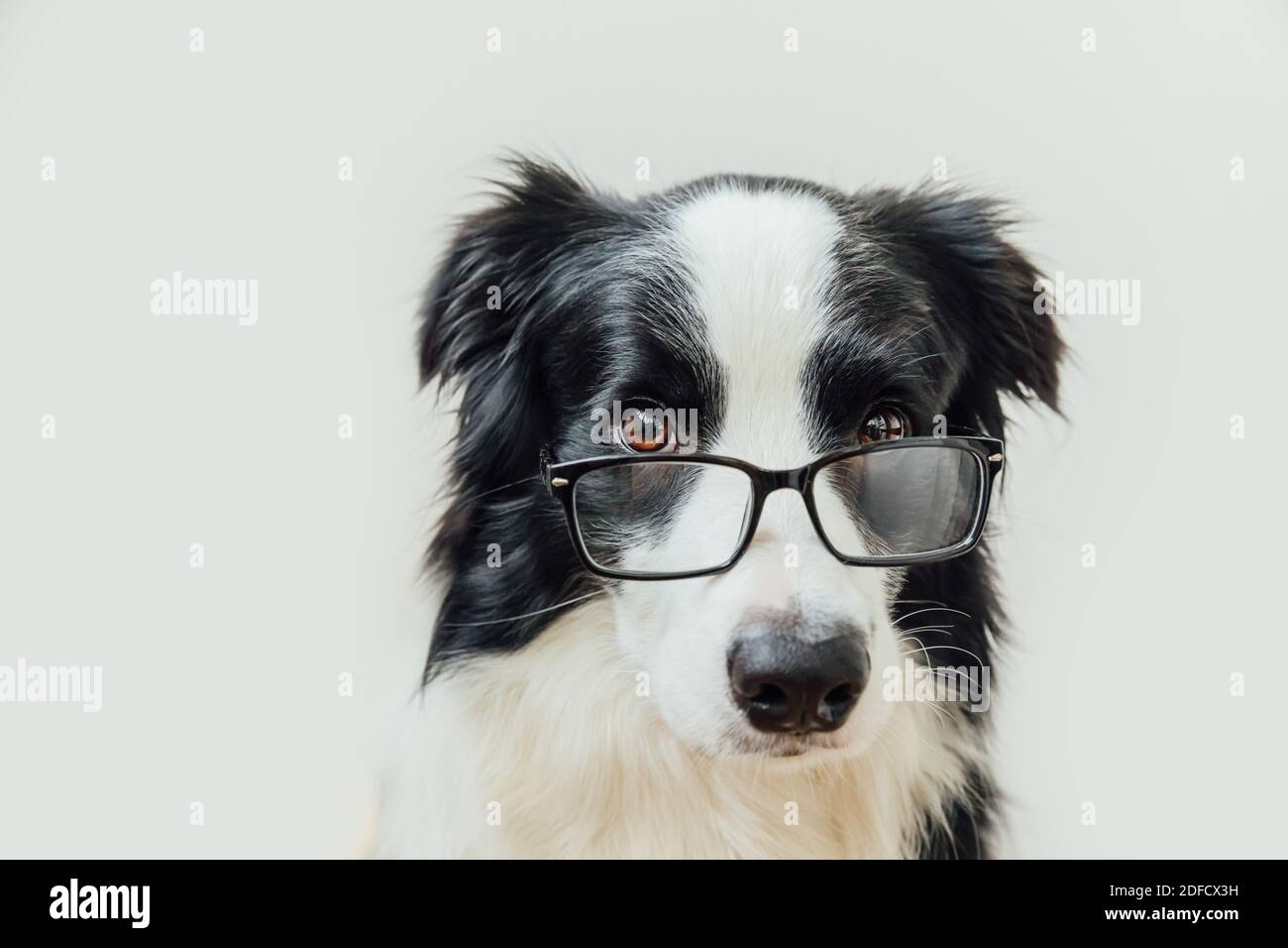 Lustige Studio-Porträt von lächelnden Welpen Hund Grenze Collie in Brillen isoliert auf weißem Hintergrund. Kleiner Hund in Brille. Zurück zur Schule. Cooler Nerd-Style. Lustige Haustiere Tiere Lebenskonzept Stockfoto