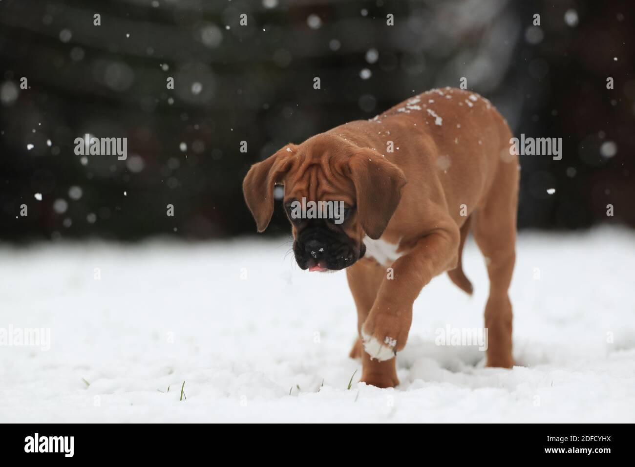 Ein junger Boxerhundwelpe entdeckt zum ersten Mal Schnee Zeit in Leicestershire.Ê Stockfoto