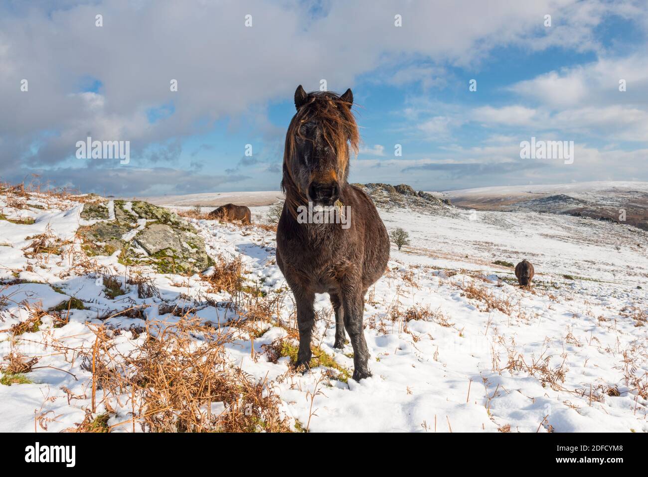 Dartmoor ponies in winter Fotos und Bildmaterial in hoher Auflösung