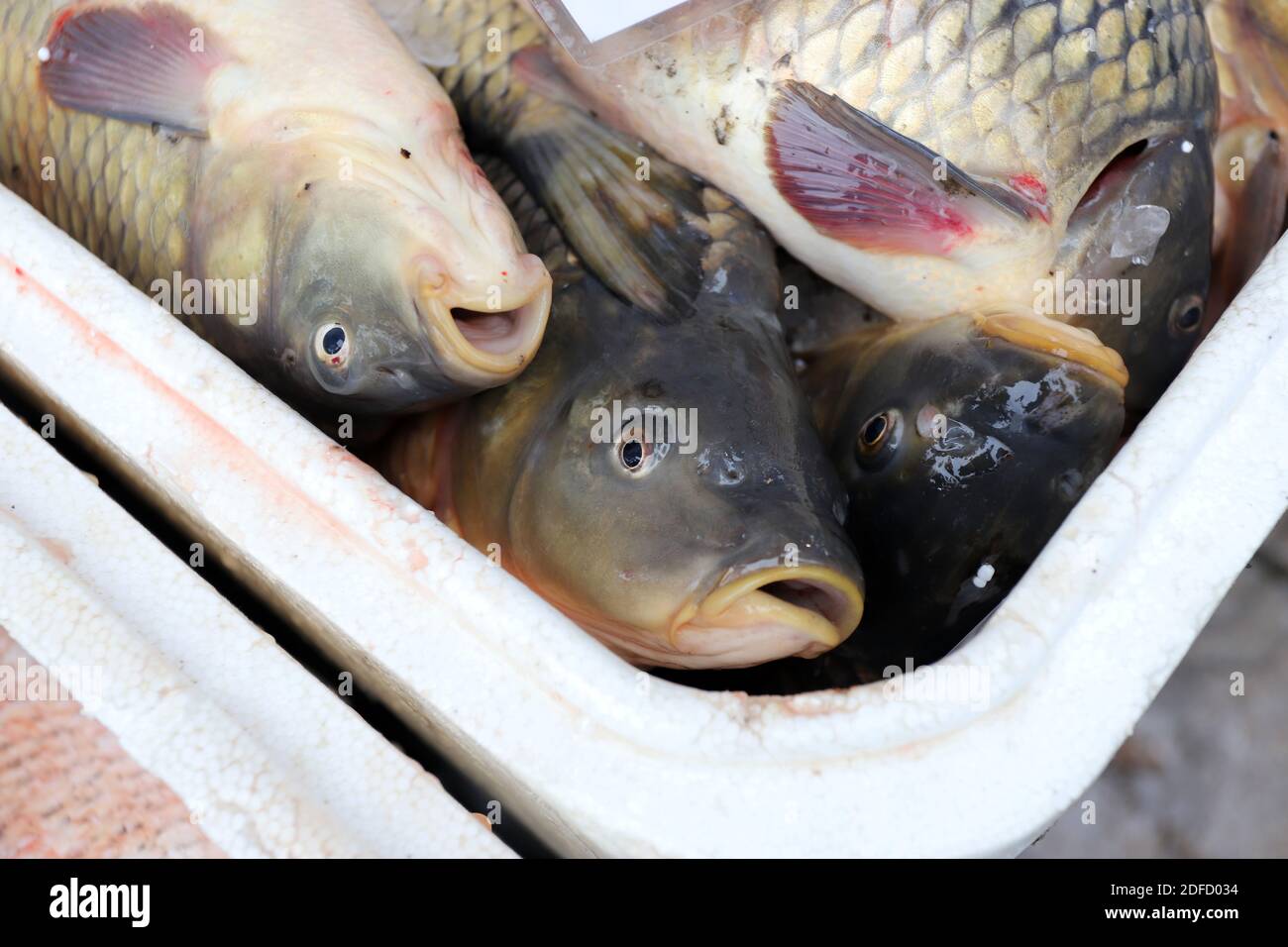 Carp Bream Stockfotos und bilder Kaufen Alamy