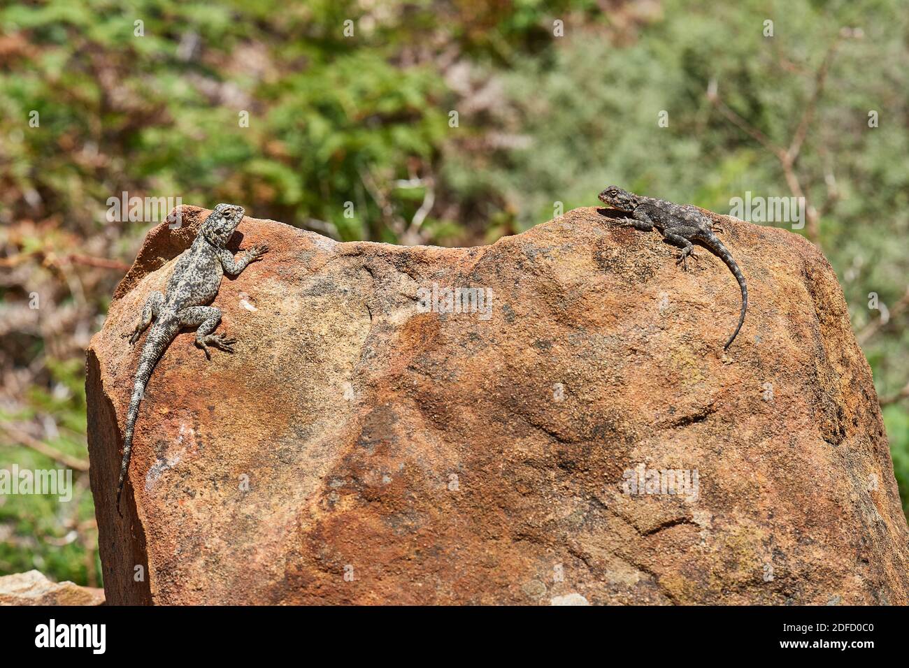 Ein paar von Cape Agama Lizard sonnen sich in Jonkershoek Naturschutzgebiet Stockfoto