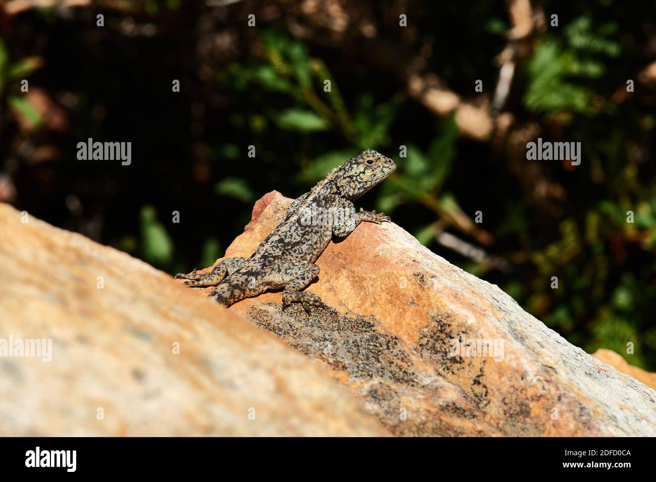 Cape Agama Lizard sonnt sich im Jonkershoek Nature Reserve Stockfoto