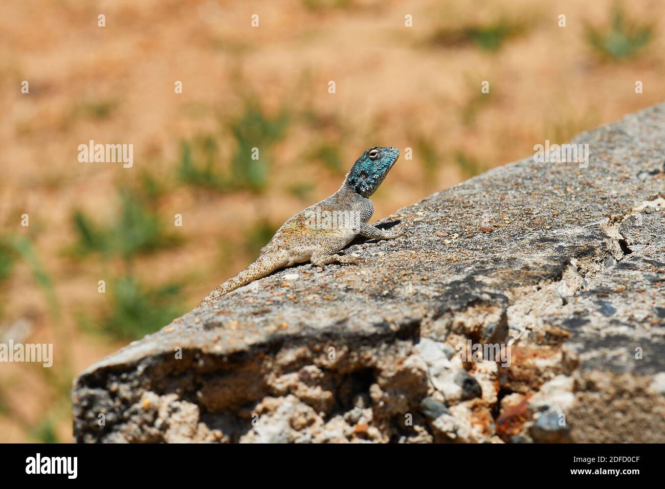 Cape Agama Lizard sonnt sich im Jonkershoek Nature Reserve Stockfoto