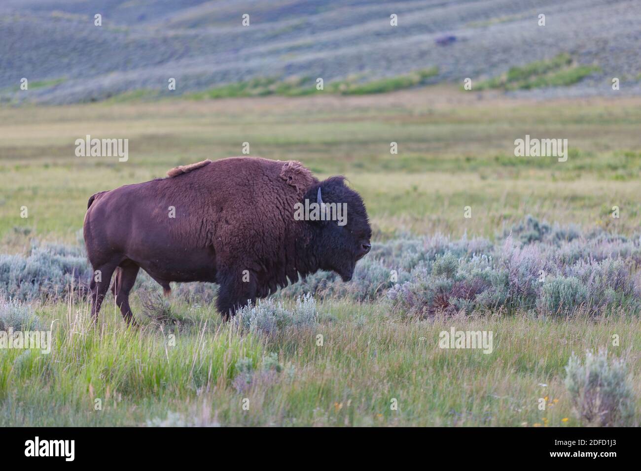Großer Bison Bull in der Prärie des Yellowstone National Park, Vereinigte Staaten von Amerika Stockfoto