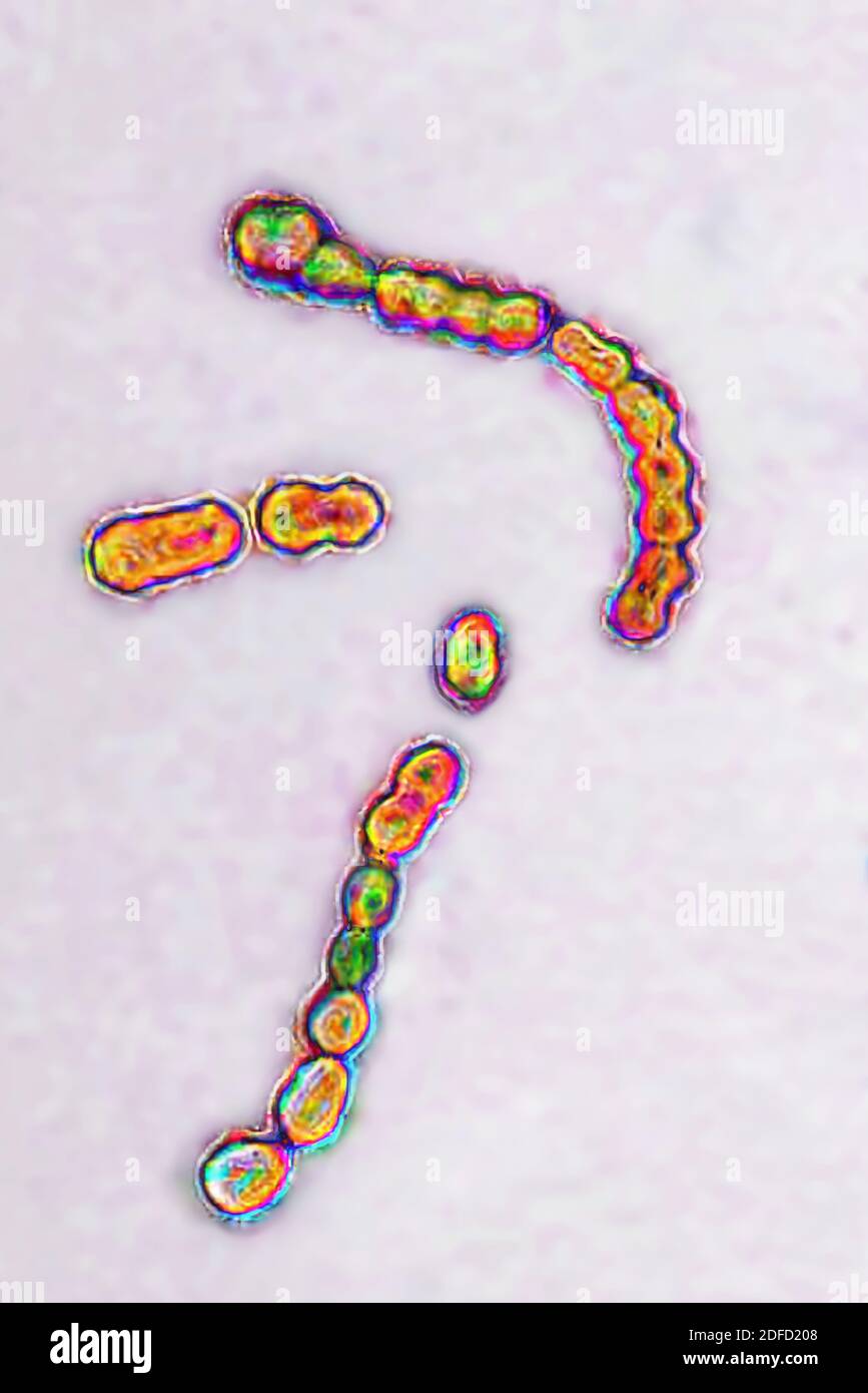 Streptococcus pyogenes Stockfoto