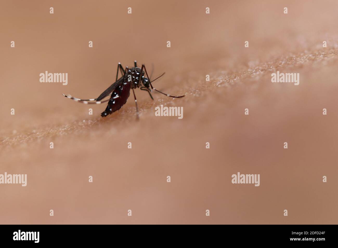 Aedes Mücke Stockfoto