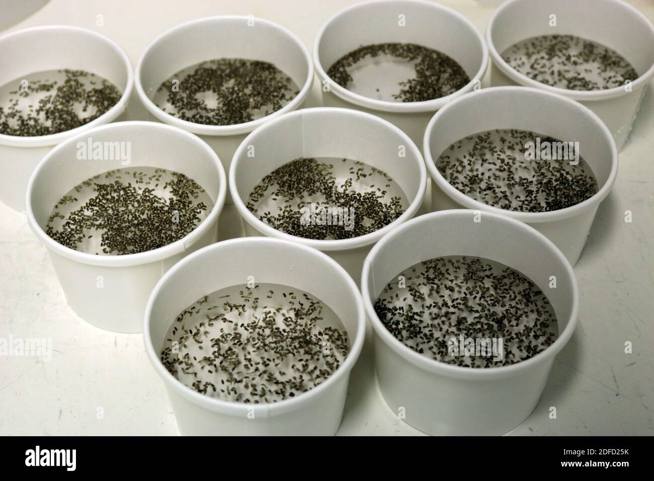 Mückenpuppen Stockfoto