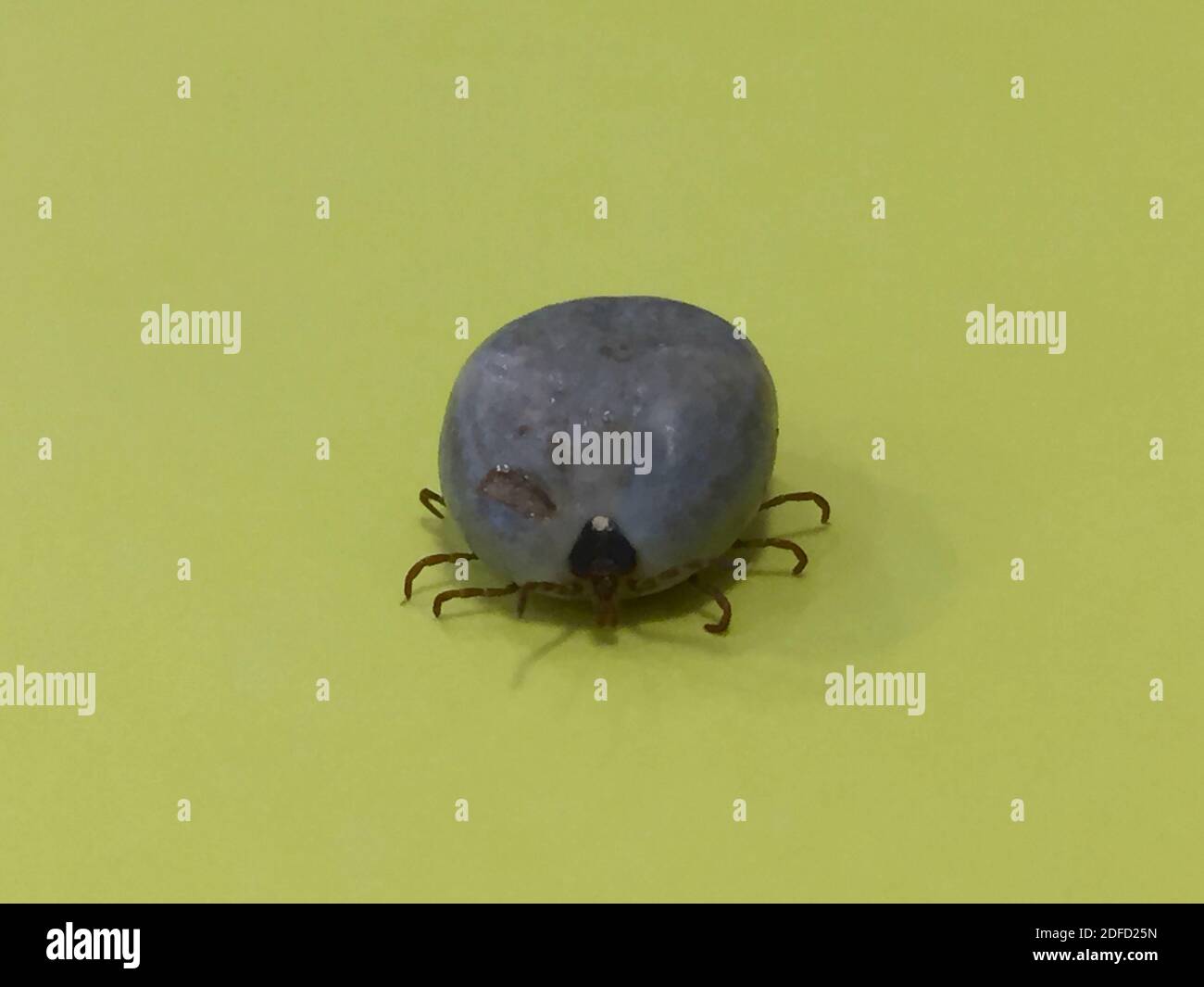 Engorgte Erwachsene einStern Zecke Stockfoto
