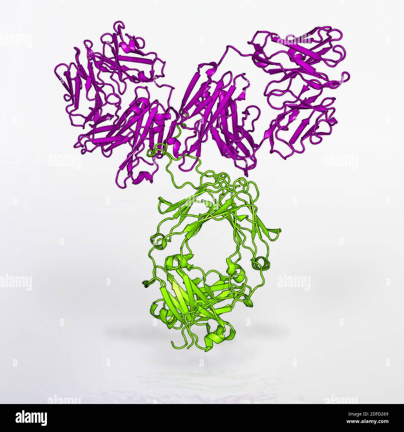 Modell des vrc01-Antikörpers Stockfoto