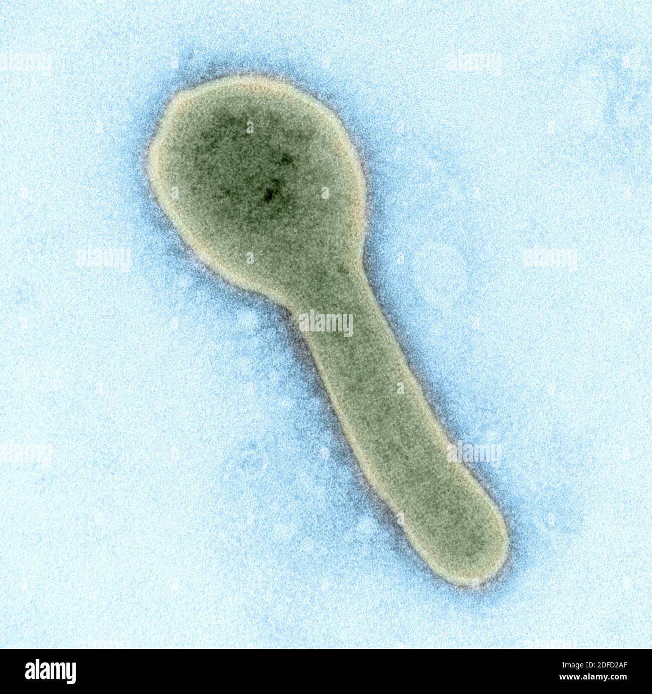 Kolorierte Transmissionselektronenmikroskopie eines Marburg-Virus-Partikels (grün), das aus dem infizierten VERO E6-Zellüberstand gewonnen wurde. Bild aufgenommen und CO Stockfoto