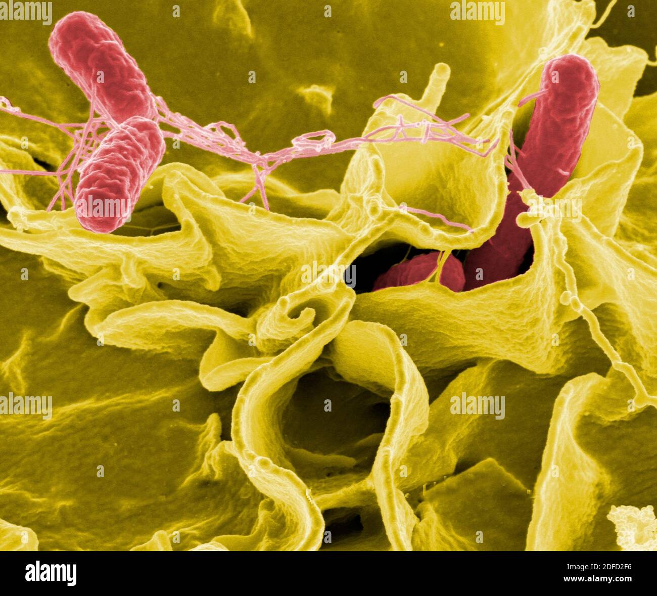 Salmonella-Bakterien Stockfoto