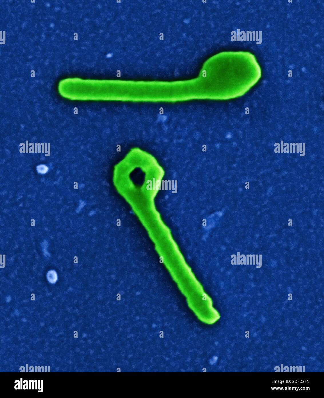 Koloriertes Rasterelektronenmikrograph von zwei Ebola-Viruspartikeln, die im extrazellulären Raum zwischen infizierten afrikanischen grünen Affen-Nierenzellen gefunden wurden. C Stockfoto