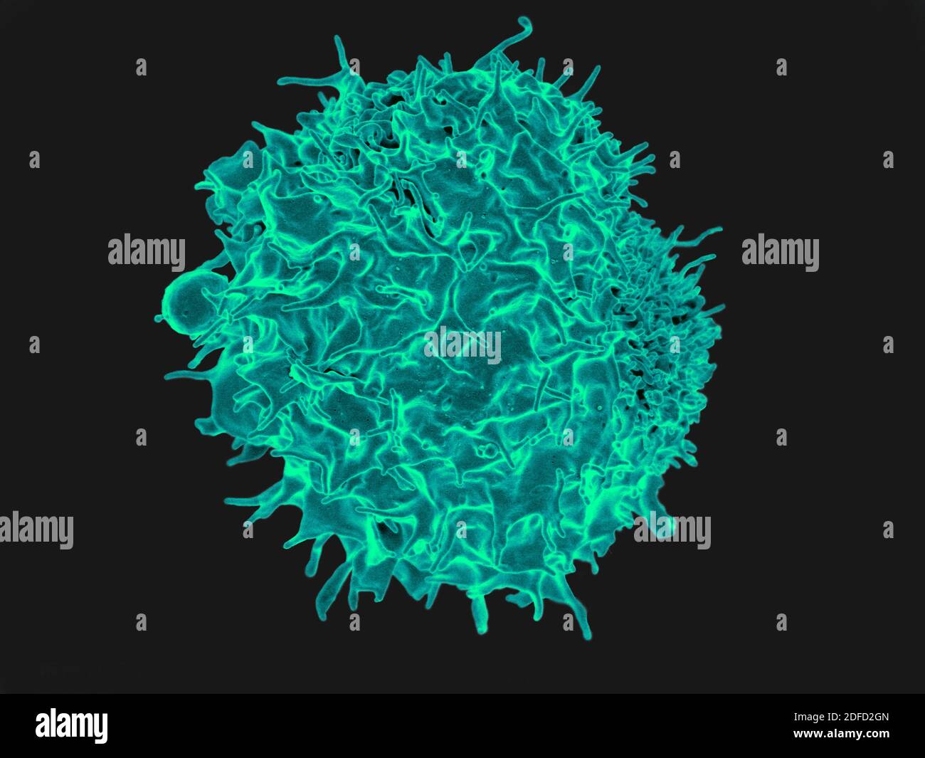 Koloriertes Rasterelektronenmikrograph einer T-Lymphozyte. Kredit: NIAID. Stockfoto