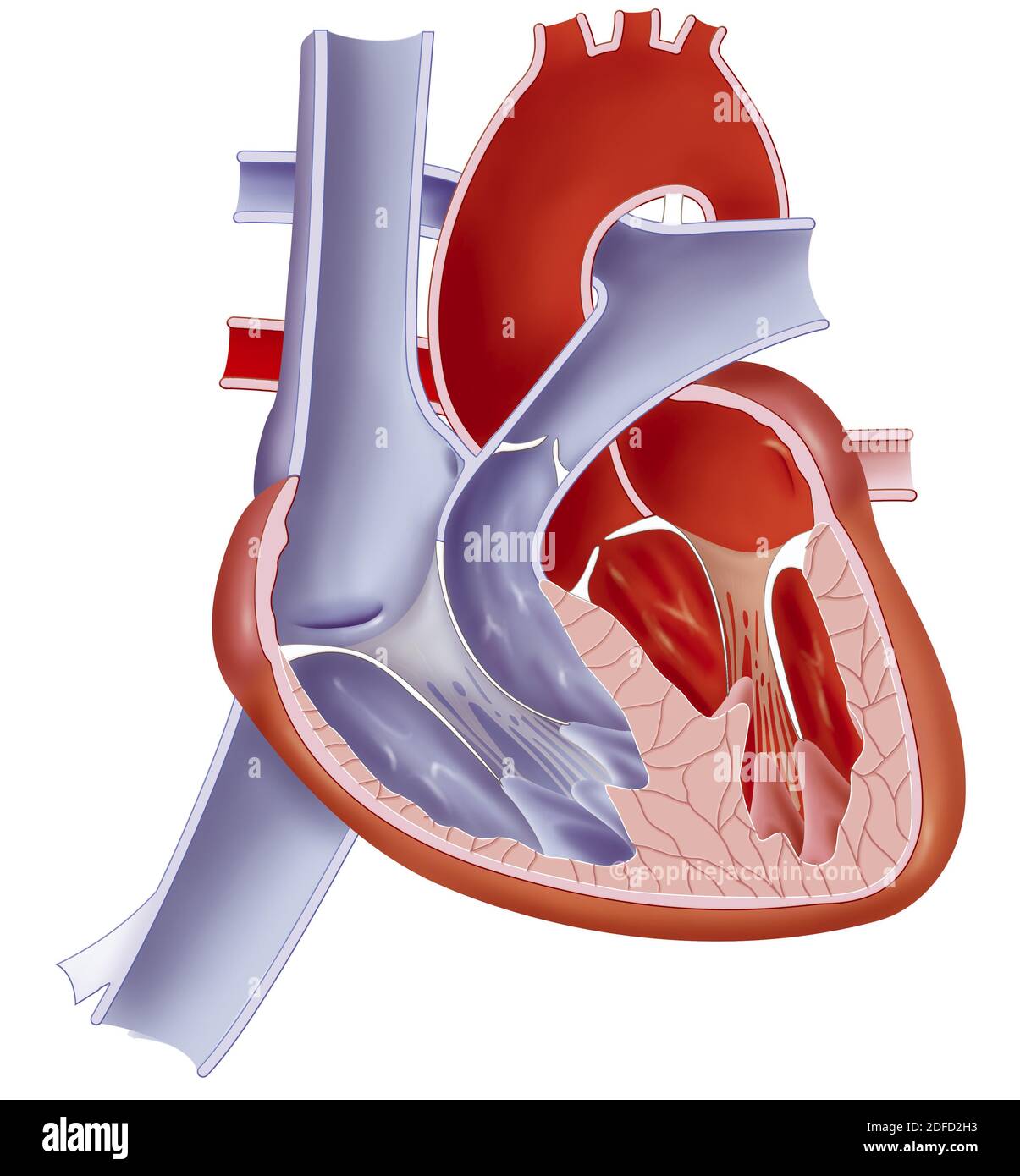 Anatomie des Herzens eines Säuglings. Stockfoto