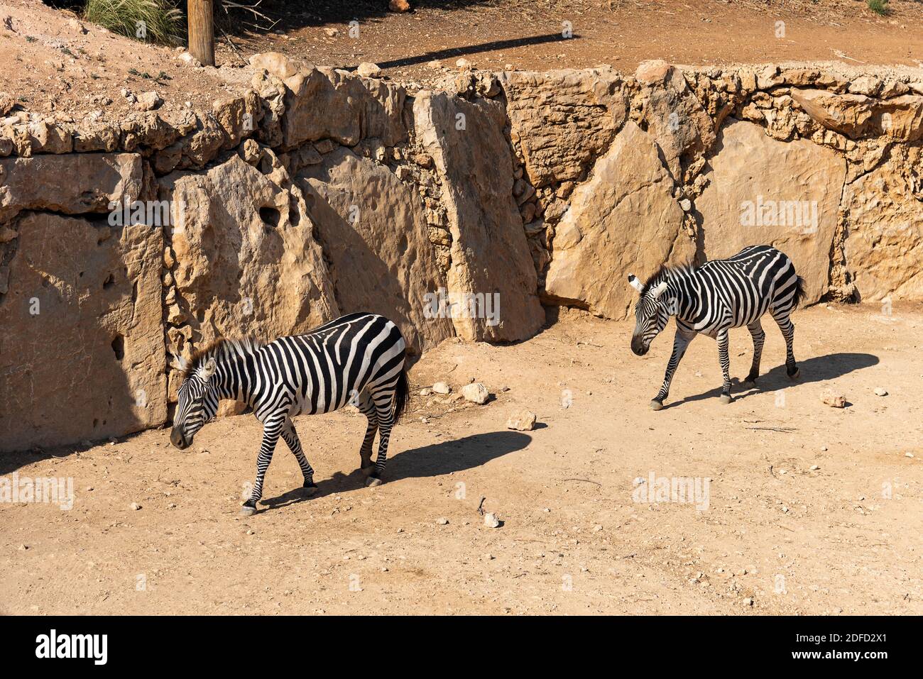 Zwei Zebras für einen Spaziergang, ein Zebra folgt dem anderen Stockfoto