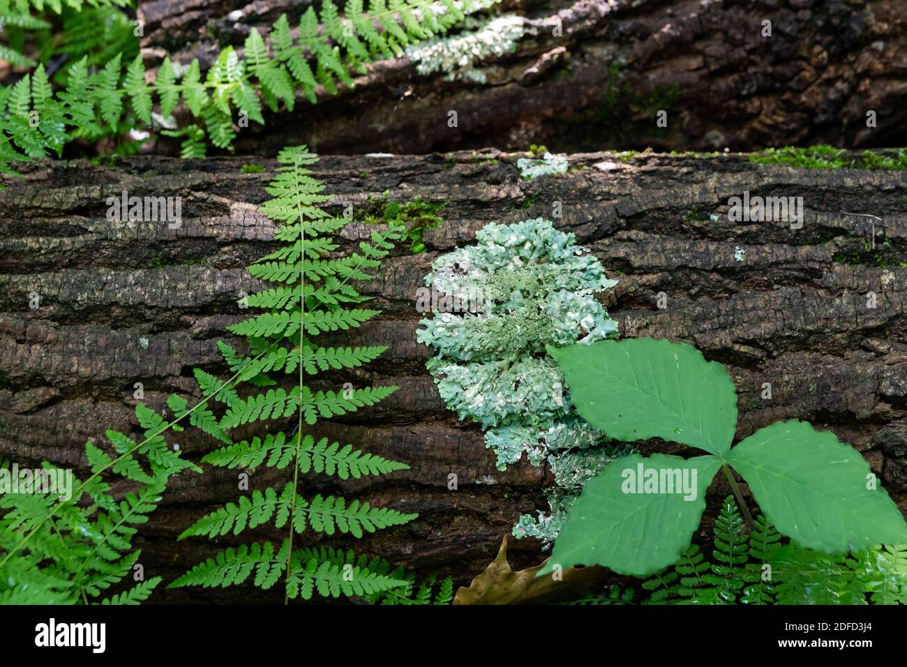 Die Texturen der Waldgrüns werden gegen die raue Rinde dargestellt. Stockfoto