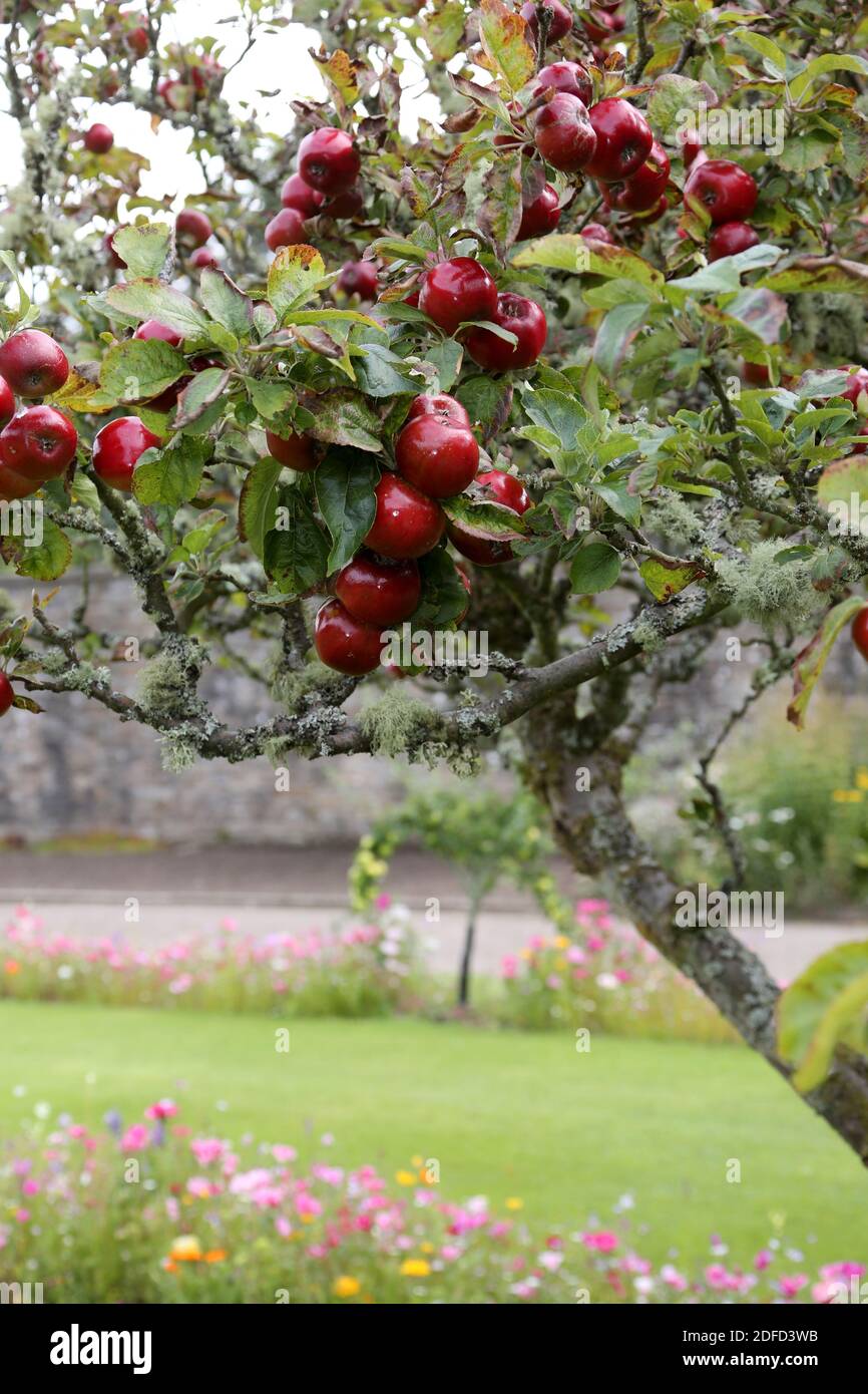 Äpfel im Obstgarten in Culzean Castle, South Ayrshire, Schottland, Großbritannien Stockfoto