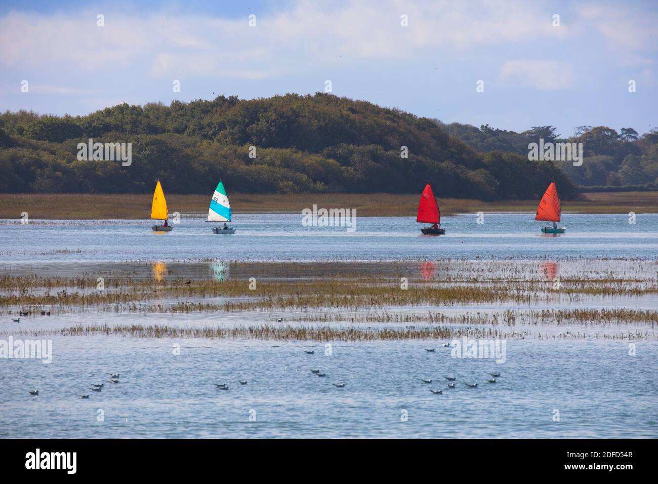 Vier Segelboote auf dem Fluss Yar in Yarmouth mit Bewaldete Hügel im Hintergrund und Flussgras und Seevögel in Vordergrund Stockfoto