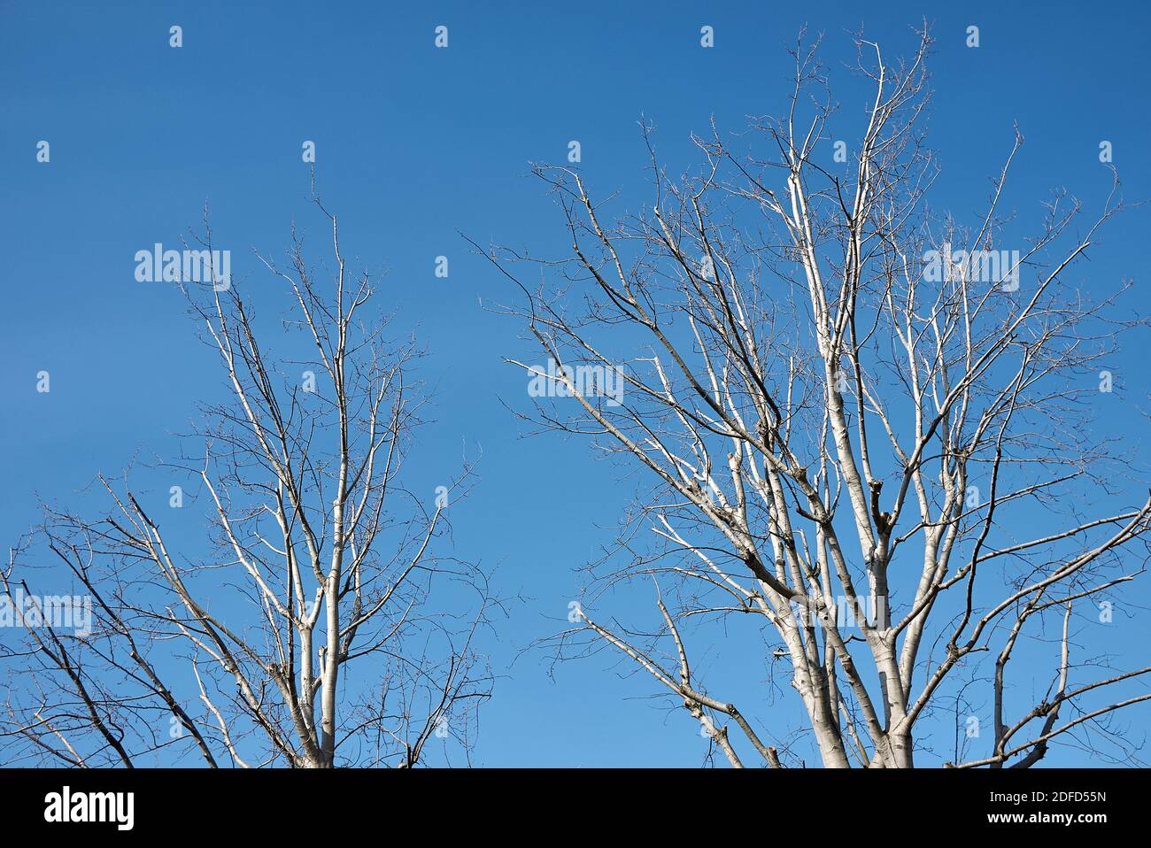 Populus alba Baum in der Wintersaison Stockfoto