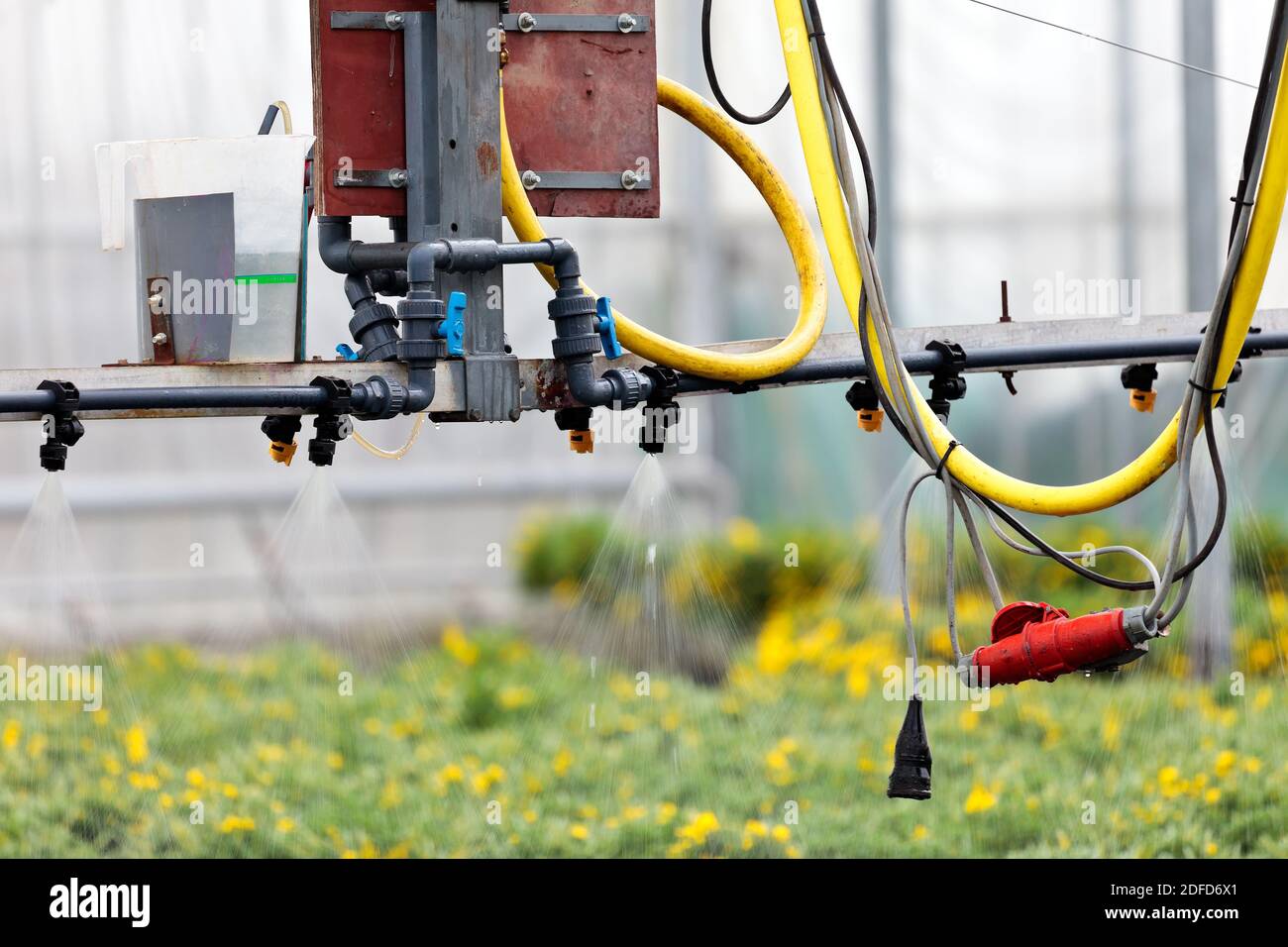Sprinkleranlage in einem niederländischen Gewächshaus, das Pflanzen bewässert Stockfoto