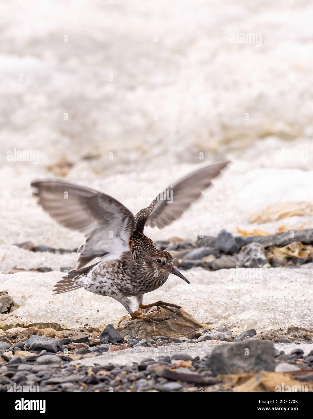 Purple Sandpiper (Calidris maritima) ein Küstenvogel auf der Suche nach Nahrung an der eisigen Küste von Svalbard, Norwegen. Stockfoto