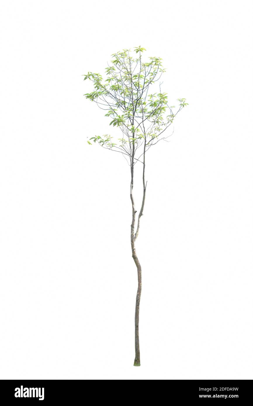 Großer und hoher Baum isoliert auf weißem Hintergrund Stockfoto