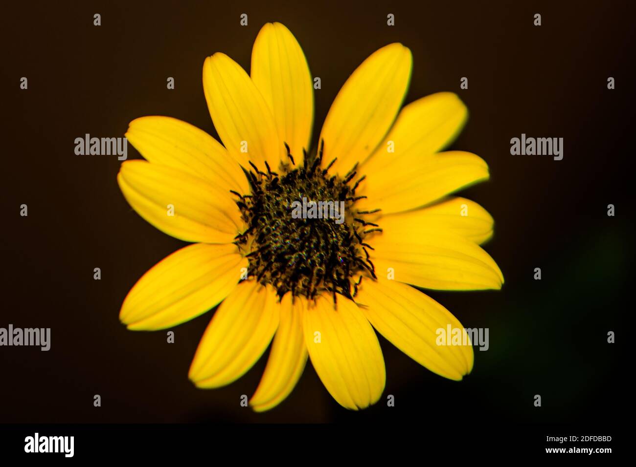 Blume der Sonnenblume, Nahaufnahme. Samen und Öl. Stockfoto