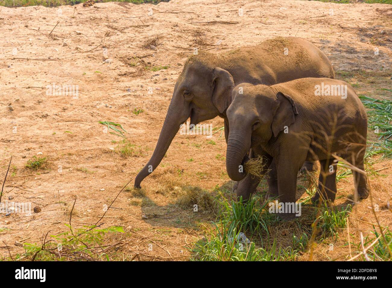 Asiatischer Elefant (Elephas maximus) Es ist ein großes Säugetier, das auf dem Boden lebt. Stockfoto