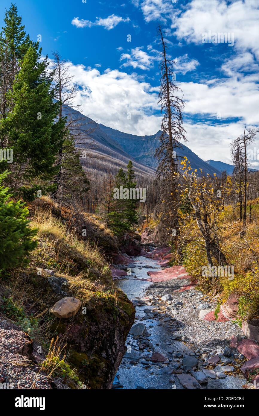 Red Rock Canyon im Herbst Laubsaison Morgen. Blauer Himmel, weiße Wolken und Berge im Hintergrund. Waterton Lakes National Park, Alberta, Kanada Stockfoto