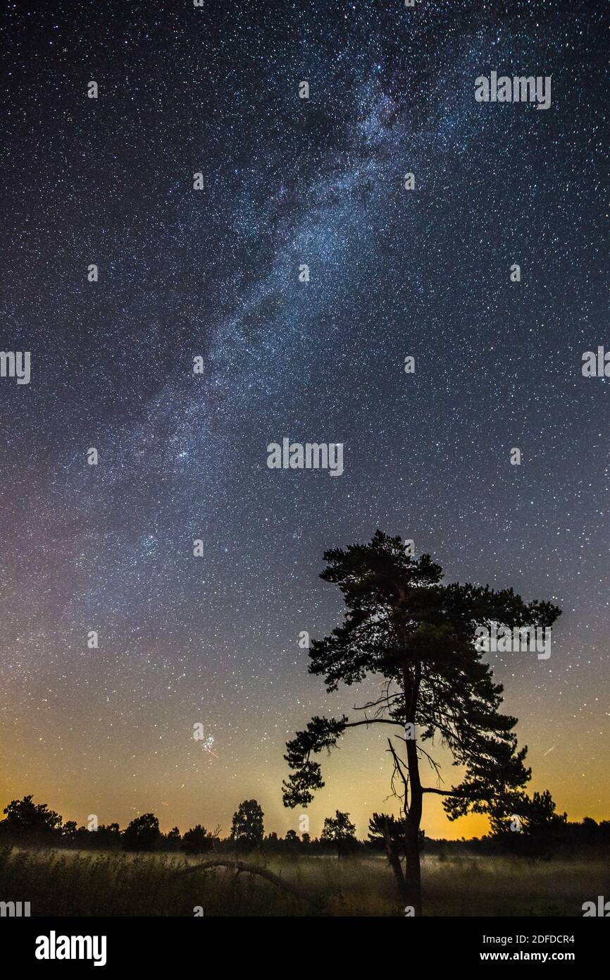 Sternenhimmel mit Milchstraße, Moor, Niedersachsen, Baume im Vordergrund, Stockfoto