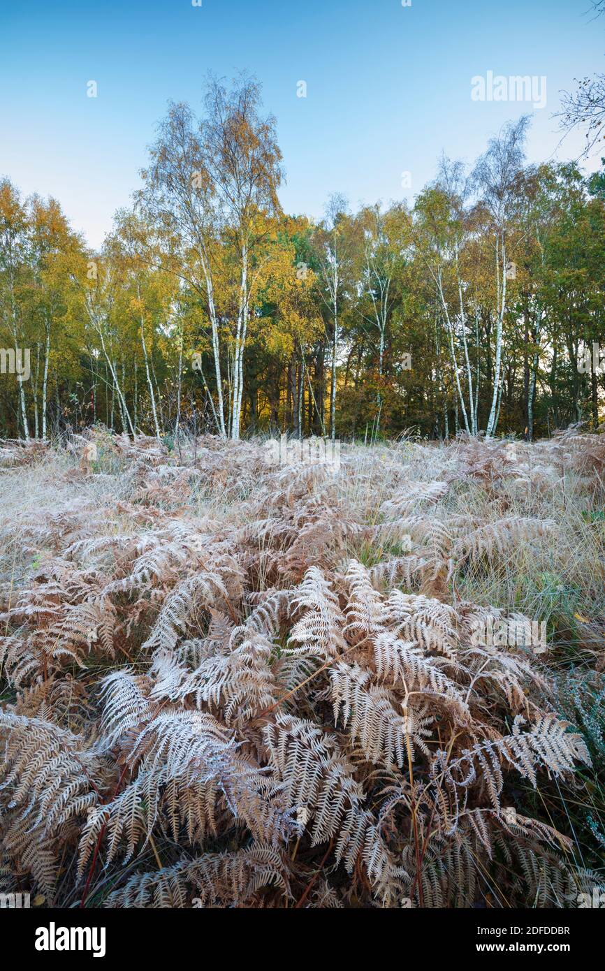 Frostbedeckte Bracken- und Herbstbirkenbäume, Newtown Common, Burghclere, Hampshire, England, Vereinigtes Königreich, Europa Stockfoto