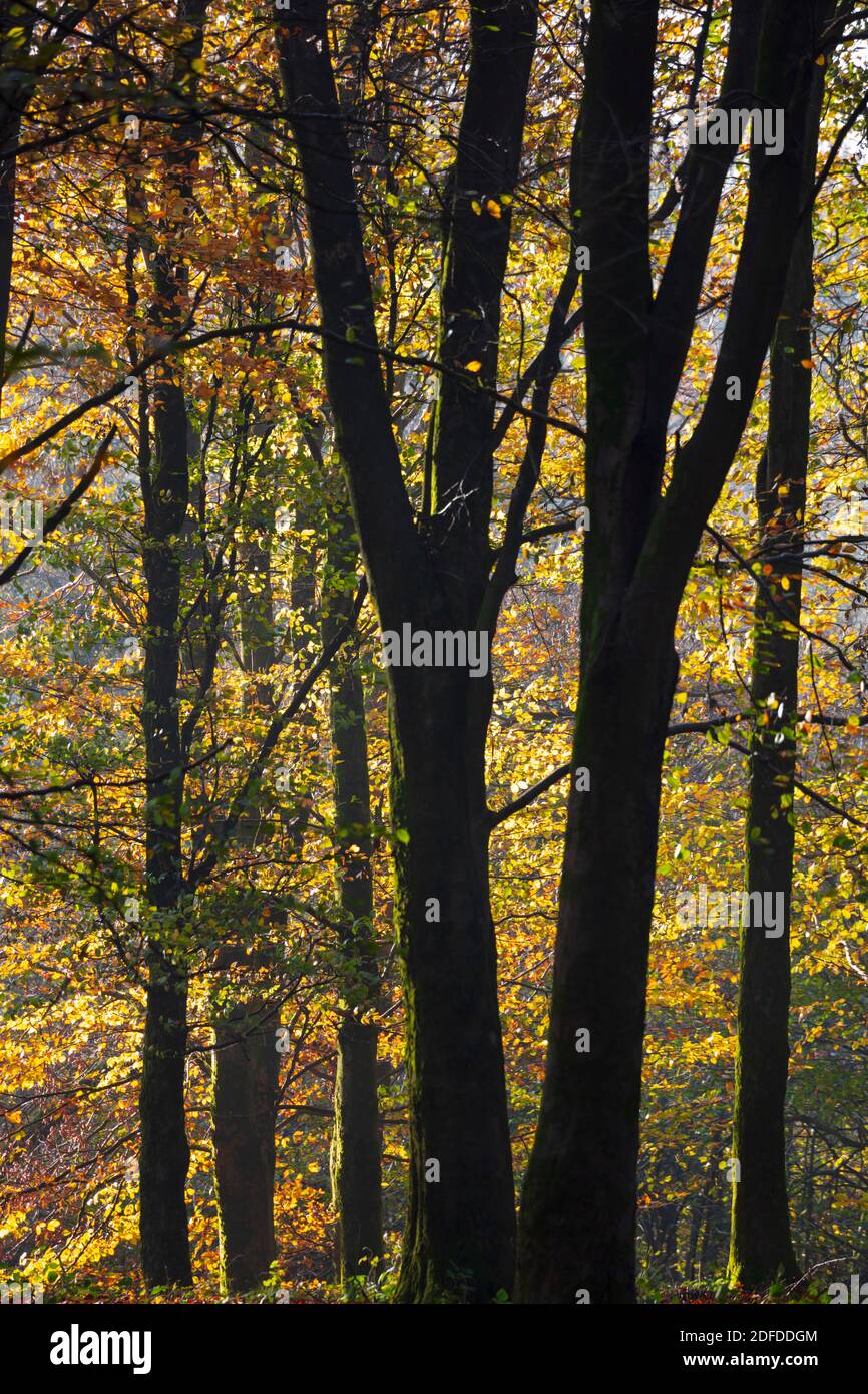 Herbstblätter in Buchenwäldern, Highclere, Hampshire, England, Großbritannien, Europa Stockfoto