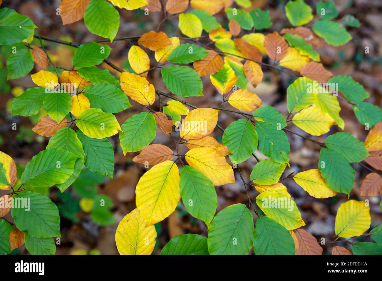 Herbstbuche Blätter auf Ästen, Hampshire, UK Stockfoto