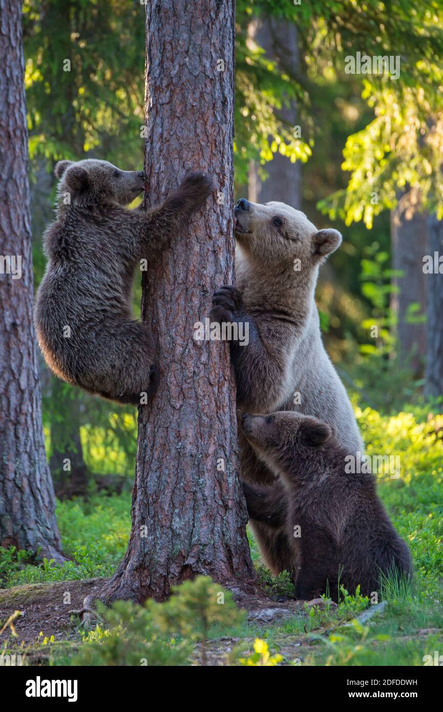 Zwei junge Braunbaeren, Finnland, (Ursus arctos), klettern am Baum, Stockfoto