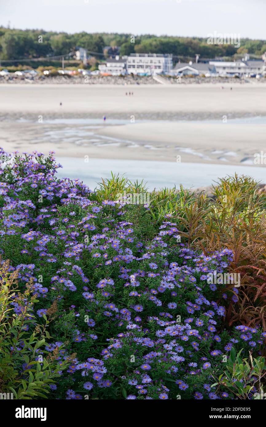 Lila Aster wachsen entlang der marginalen Weg und mit Blick auf Ogunquit Beach in Maine. Stockfoto