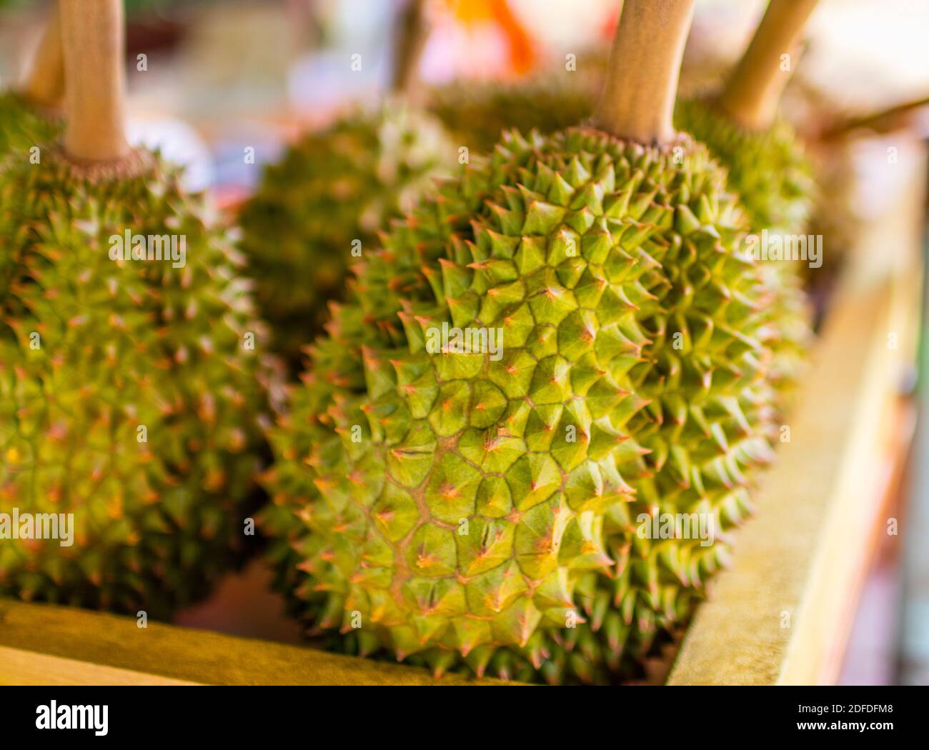 Durian Frucht aus Thailand schmeckt wie Himmel und riecht nach Hell Koh Chang Bezirk trat Thailand Asien 02.Dezember 2020 Stockfoto